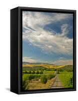 Vineyard of Walla Walla Vintners, Walla Walla, Washington, USA-Richard Duval-Framed Stretched Canvas