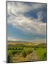 Vineyard of Walla Walla Vintners, Walla Walla, Washington, USA-Richard Duval-Mounted Photographic Print