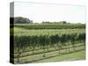 Vineyard of Winery, the Hamptons, Long Island, New York, United States of America, North America-Wendy Connett-Stretched Canvas