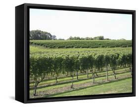 Vineyard of Winery, the Hamptons, Long Island, New York, United States of America, North America-Wendy Connett-Framed Stretched Canvas