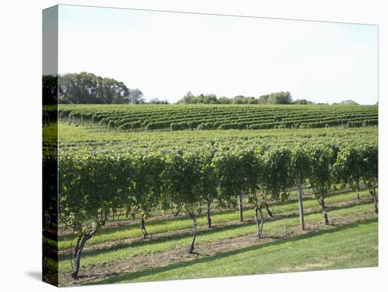 Vineyard of Winery, the Hamptons, Long Island, New York, United States of America, North America-Wendy Connett-Stretched Canvas