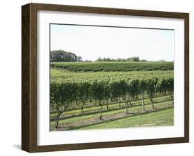 Vineyard of Winery, the Hamptons, Long Island, New York, United States of America, North America-Wendy Connett-Framed Photographic Print