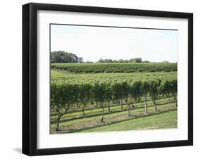 Vineyard of Winery, the Hamptons, Long Island, New York, United States of America, North America-Wendy Connett-Framed Photographic Print