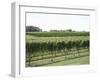 Vineyard of Winery, the Hamptons, Long Island, New York, United States of America, North America-Wendy Connett-Framed Photographic Print