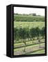 Vineyard of Winery, the Hamptons, Long Island, New York, United States of America, North America-Wendy Connett-Framed Stretched Canvas