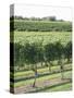 Vineyard of Winery, the Hamptons, Long Island, New York, United States of America, North America-Wendy Connett-Stretched Canvas