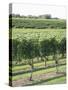 Vineyard of Winery, the Hamptons, Long Island, New York, United States of America, North America-Wendy Connett-Stretched Canvas