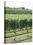 Vineyard of Winery, the Hamptons, Long Island, New York, United States of America, North America-Wendy Connett-Stretched Canvas