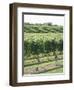 Vineyard of Winery, the Hamptons, Long Island, New York, United States of America, North America-Wendy Connett-Framed Photographic Print