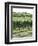 Vineyard of Winery, the Hamptons, Long Island, New York, United States of America, North America-Wendy Connett-Framed Photographic Print