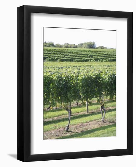 Vineyard of Winery, the Hamptons, Long Island, New York, United States of America, North America-Wendy Connett-Framed Photographic Print