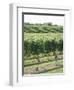 Vineyard of Winery, the Hamptons, Long Island, New York, United States of America, North America-Wendy Connett-Framed Photographic Print