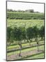 Vineyard of Winery, the Hamptons, Long Island, New York, United States of America, North America-Wendy Connett-Mounted Photographic Print