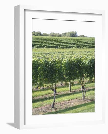 Vineyard of Winery, the Hamptons, Long Island, New York, United States of America, North America-Wendy Connett-Framed Photographic Print