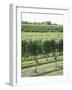 Vineyard of Winery, the Hamptons, Long Island, New York, United States of America, North America-Wendy Connett-Framed Photographic Print