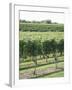 Vineyard of Winery, the Hamptons, Long Island, New York, United States of America, North America-Wendy Connett-Framed Photographic Print