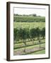 Vineyard of Winery, the Hamptons, Long Island, New York, United States of America, North America-Wendy Connett-Framed Photographic Print