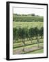 Vineyard of Winery, the Hamptons, Long Island, New York, United States of America, North America-Wendy Connett-Framed Photographic Print