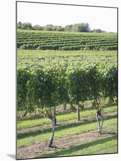 Vineyard of Winery, the Hamptons, Long Island, New York, United States of America, North America-Wendy Connett-Mounted Photographic Print