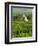 Vineyard, Oger, Champagne, France, Europe-John Miller-Framed Photographic Print