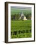 Vineyard, Oger, Champagne, France, Europe-John Miller-Framed Photographic Print