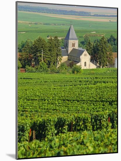 Vineyard, Oger, Champagne, France, Europe-John Miller-Mounted Photographic Print