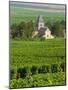 Vineyard, Oger, Champagne, France, Europe-John Miller-Mounted Photographic Print