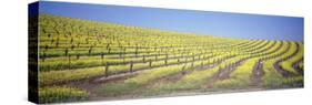 Vineyard on a Hill, Napa Valley, California, USA-null-Stretched Canvas