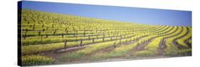 Vineyard on a Hill, Napa Valley, California, USA-null-Stretched Canvas