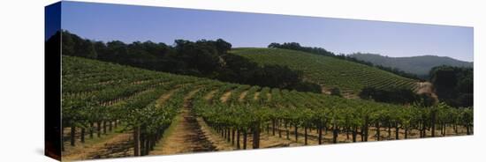 Vineyard on a Landscape, Napa Valley, California, USA-null-Stretched Canvas