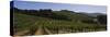 Vineyard on a Landscape, Napa Valley, California, USA-null-Stretched Canvas