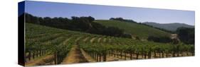 Vineyard on a Landscape, Napa Valley, California, USA-null-Stretched Canvas