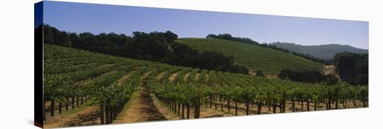 Vineyard on a Landscape, Napa Valley, California, USA-null-Stretched Canvas