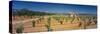 Vineyard on a Landscape, Santa Eugenia, Majorca, Spain-null-Stretched Canvas