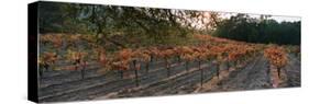 Vineyard on a Landscape, Sonoma County, California, USA-null-Stretched Canvas