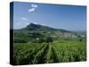 Vineyard on a Landscape with a Village in the Background, Roche De Solutre, Solutre Pouilly-null-Stretched Canvas