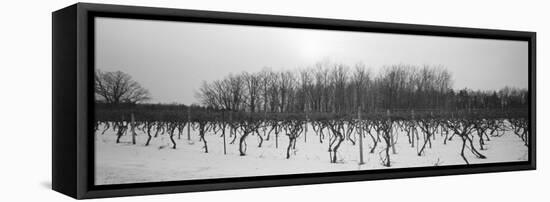 Vineyard on a Landscape-null-Framed Stretched Canvas