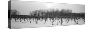 Vineyard on a Landscape-null-Stretched Canvas