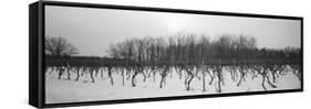 Vineyard on a Landscape-null-Framed Stretched Canvas