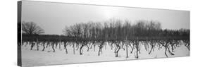 Vineyard on a Landscape-null-Stretched Canvas