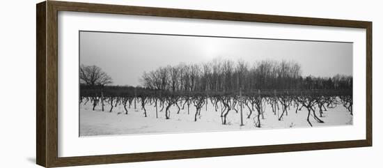 Vineyard on a Landscape-null-Framed Photographic Print