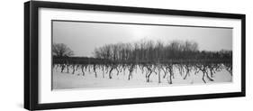 Vineyard on a Landscape-null-Framed Photographic Print