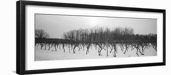 Vineyard on a Landscape-null-Framed Photographic Print