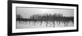 Vineyard on a Landscape-null-Framed Photographic Print