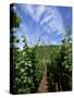 Vineyard on Mosel River, Rhineland-Pfalz, Germany, Europe-Oliviero Olivieri-Stretched Canvas