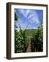 Vineyard on Mosel River, Rhineland-Pfalz, Germany, Europe-Oliviero Olivieri-Framed Photographic Print