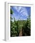 Vineyard on Mosel River, Rhineland-Pfalz, Germany, Europe-Oliviero Olivieri-Framed Photographic Print