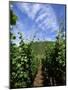 Vineyard on Mosel River, Rhineland-Pfalz, Germany, Europe-Oliviero Olivieri-Mounted Photographic Print