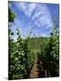 Vineyard on Mosel River, Rhineland-Pfalz, Germany, Europe-Oliviero Olivieri-Mounted Photographic Print