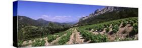 Vineyard on the Mountain, Dentelles de Montmiral, Provence, France-null-Stretched Canvas